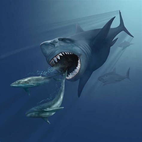 A Megalodon Shark From The Cenozoic Megalodon Is An Extinct Species Of