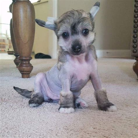 Review how much chinese crested puppies for sale sell for below. Chinese Crested Dog Puppies For Sale | Houston, TX #267009