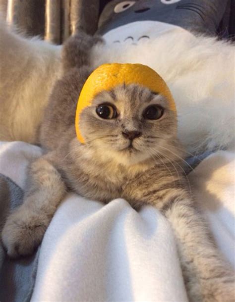 Cats Wearing Fruit Hats