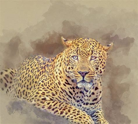 African Leopard Digital Oil Painting Stock Illustration Illustration