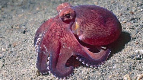 Recent Studies Suggest That Octopuses Actually Are Capable Of Feeling