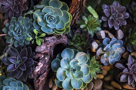 Hd Wallpaper Green And Purple Succulent Plants Beautiful Blooming