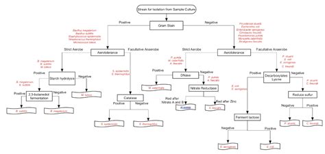 Gram Positive And Negative Bacteria Flow Chart Best Picture Of Chart