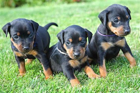 Miniature Pinscher Dog Breed Information Temperament And Health