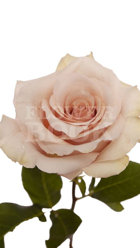 Proflowers.com has been visited by 10k+ users in the past month Rose Quicksand