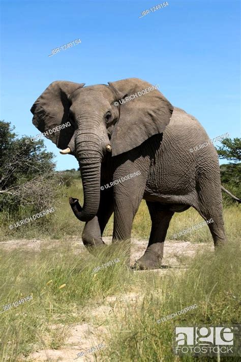 Elephant Loxodonta Africana Bull In A Threatening Posture Etosha
