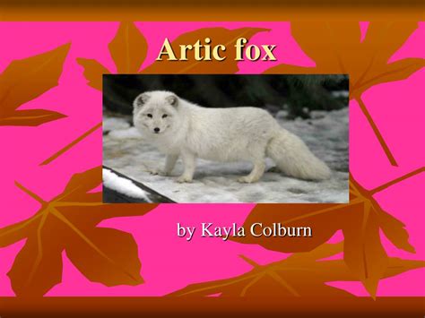 Ppt Artic Fox Powerpoint Presentation Free Download Id4310609