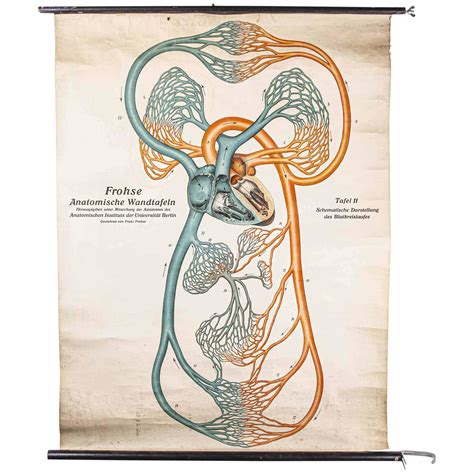 Pair Of Life Sized German Anatomical Charts At 1stdibs