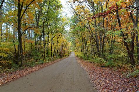 Tree Lined Dirt Road With Autumn Foliage Stock Photo Image Of Rural