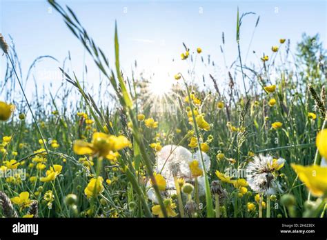 Spring Like Wild Meadow In The Backlight Hi Res Stock Photography And