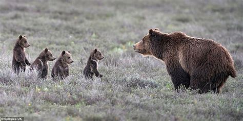 Incredible Wild Grizzly Bear Becomes World Famous After Giving Birth To