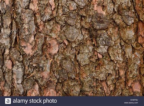 Close Up Of A Tree Bark Stock Photo Alamy