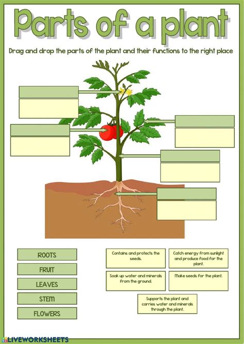 Parts Of A Plant Worksheet For Kids