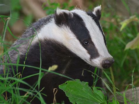 British Badger Meles Meles Side Face British Wildlife One More