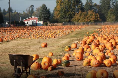 2022 Pumpkin Patches And Corn Mazes In Olympia And Throughout Thurston