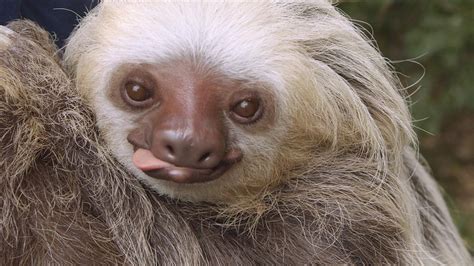 Sloth Meme Live Slow Humourve