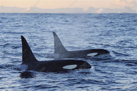 Two Orcas Surfacing Stock Image F0232110 Science Photo Library