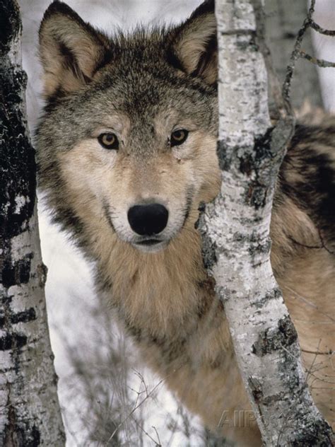 Gray Wolf Canis Lupus Staring From Behind The Trees North America