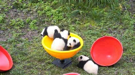 Six Month Old Twin Pandas In Panda Kindergarten Youtube