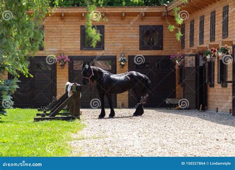 Beautiful Friesian Horse Outside Stables Stock Photo Image Of