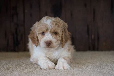 We have 1 male and 1 female left. Aussie-Poo puppy for sale in CUYAHOGA FALLS, OH. ADN-71080 ...