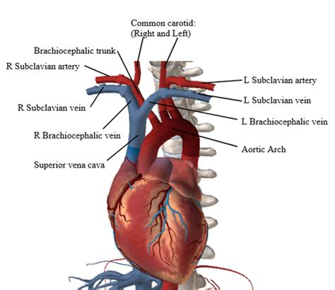 Anatomy And Physiology Ii Cardiovascular System Flashcards Quizlet
