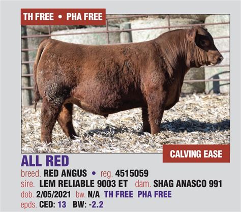 all red registered red angus 4515059 semen available now lautner farms