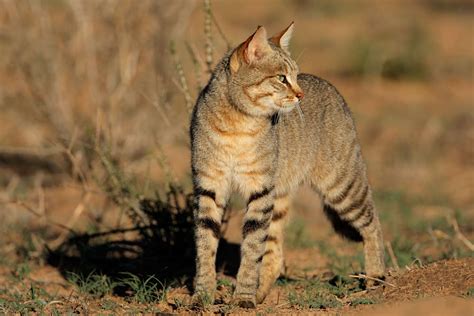 Wild Cat Breeds Cat Breeds Encyclopedia