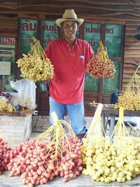 Kurma, buah yang identik dengan iklim kering, panas, dan bulan puasa. http://agrohias.blogspot.com: Iklim Malaysia Sesuai Untuk ...