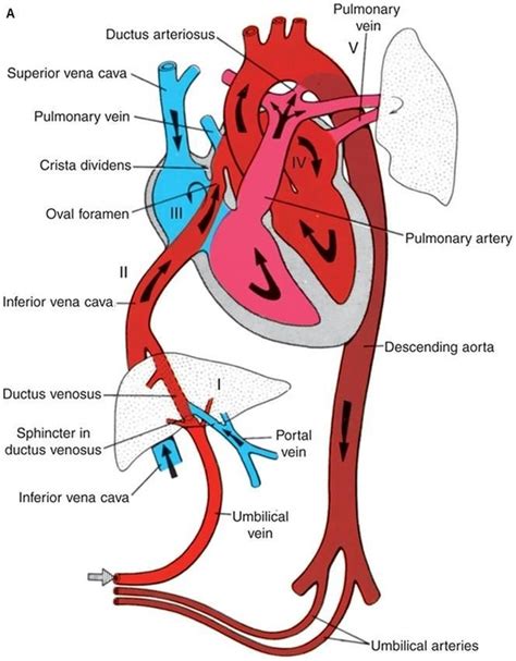 Fetal Circulation Cardiovascular System