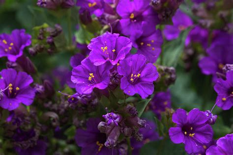 Arizona's most popular perennial, drought resistant, desert shrub is the purple texas tjs garden. Beautiful Purple Flowers In Springtime Bloom, Arizona, Usa ...