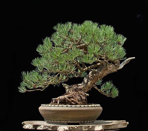 New Ponderosa Pine Bonsai Care Most Popular Hobby Plan