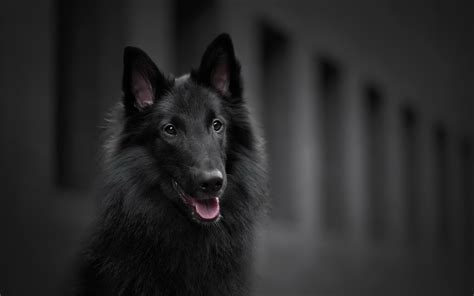The groenendael is a variety of dog that is included in the belgian shepherd breed, but sometimes treated as a distinct breed. Belgian Shepherd HD Wallpaper | Background Image ...