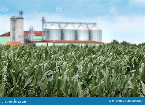 Cultivated Corn Maize Field With Grain Storage Silo In Background Stock