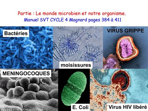 Ubiquité Des Microbes Vecteurs Et Contamination Résistance Aux