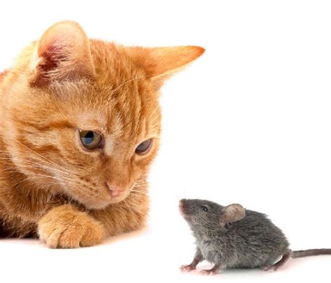 Mouse Chases Cat Why