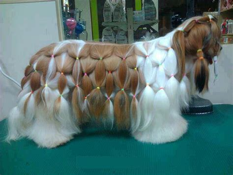 21 Cute Pet Dogs With Trendy Hairstyles Dog Fashion Dogexpress