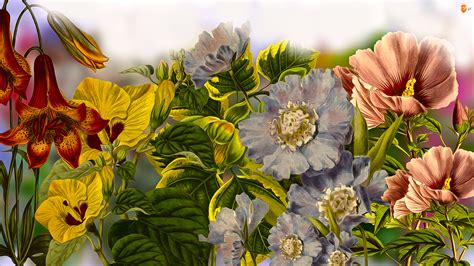Kwiaty Grafika Różnorodne Kolorowe Maki