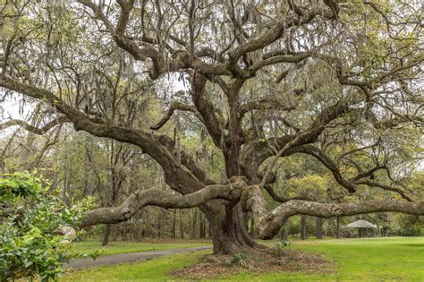 Charleston Daily Photo Grand Live Oak Tree
