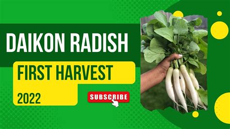 Daikon Radish Harvest Youtube