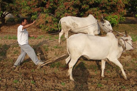 Ox Plough Farmer Tilling · Free Photo On Pixabay