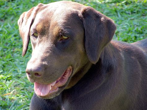 Filechocolate Labrador Retriver 3 Years Old