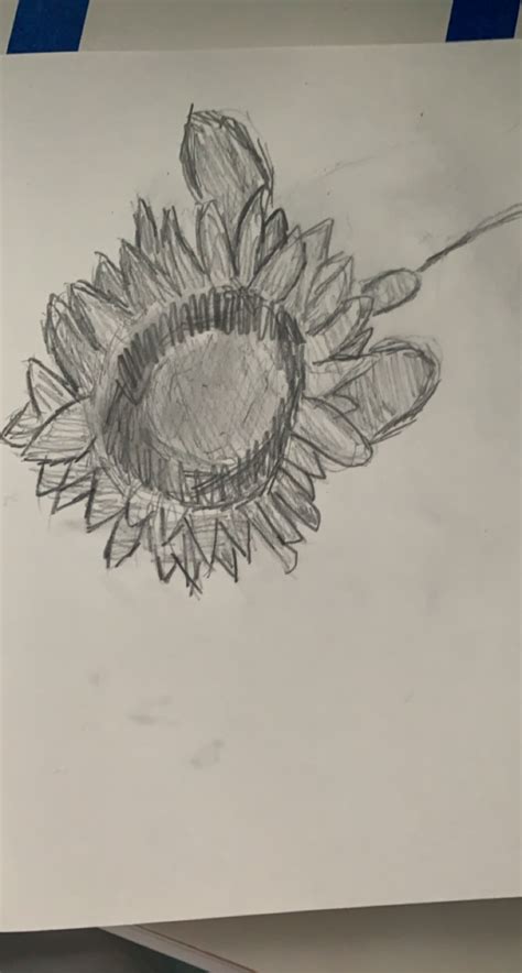 Archmere Intro To Drawing Keeleigh Finished Shaded Sunflower