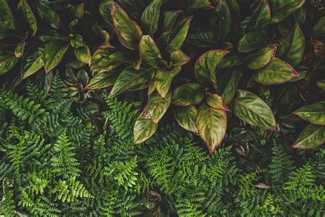 Hd Wallpaper Minimal Minimalist Nature Forest Leaf Leaves Boquet