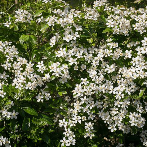 Choisya Ternata Mexican Orange Blossom Gardenersdream