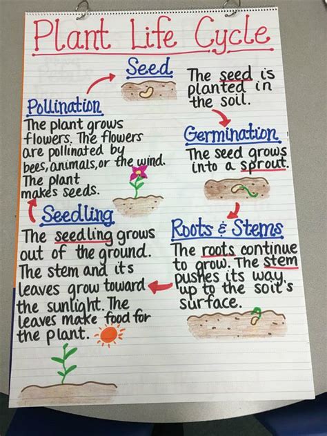 In the fifth grade students begin to understanding concepts of change and cause and effect. 17 Creative Ways to Teach Plant Life Cycle | Teaching ...