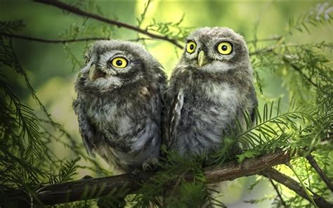Wallpaper Two Owls Tree Branches 1920x1200 Hd Picture Image
