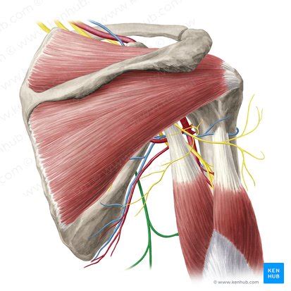 Thoracodorsal Nerve Origin Course And Function Kenhub