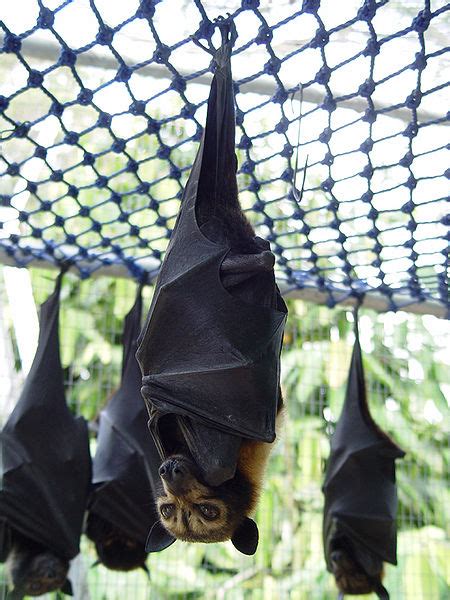 Spectacled Flying Fox Facts Archives Animal Facts For Kids Wild Facts