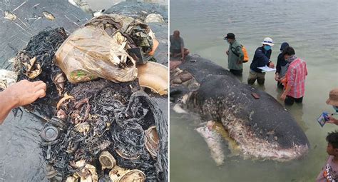 Dead Sperm Whale Found With More Than 1000 Pieces Of Plastic In Its Stomach